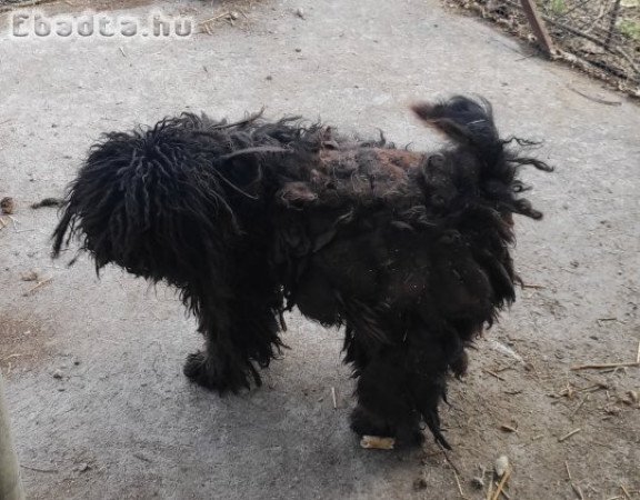 Puli kutya ingyen elvihető