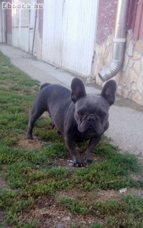 Felnőtt, kék (Blue) színű Francia bulldog nőstény
