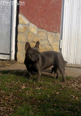 Felnőtt, kék (Blue) színű Francia bulldog nőstény