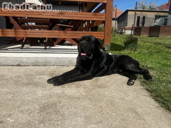 Cane Corso jellegű kölyök kutyusok
