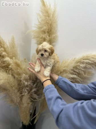 Maltipoo of top genetics