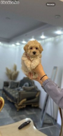 Maltipoo of top genetics