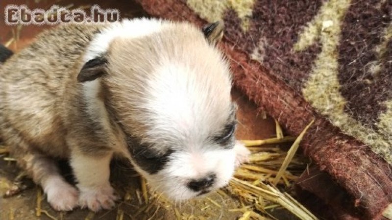 Mopsz bichon havanese