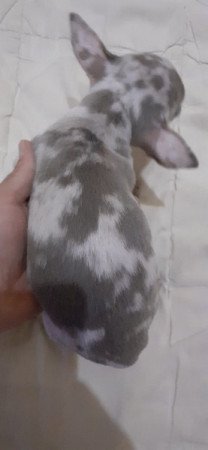 Csivava