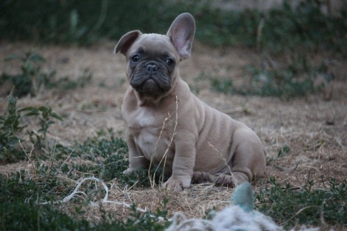 Francia bulldog