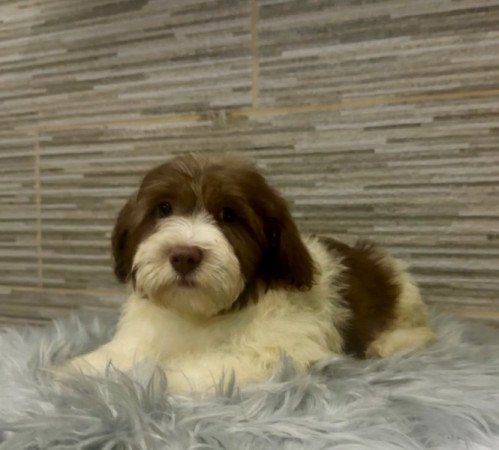 Bichon Havanese