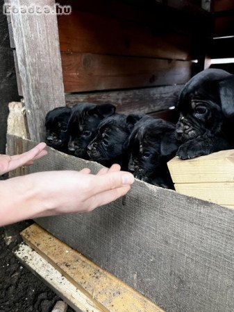 Cane Corso jellegu kiskutya