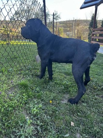 Cane Corso jellegu kiskutya