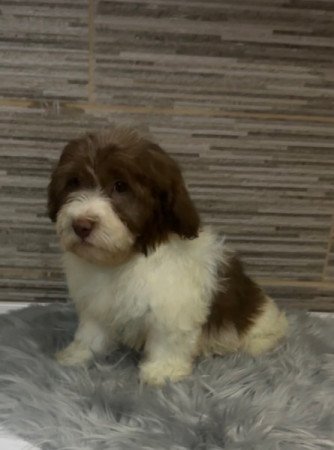 Bichon Havanese