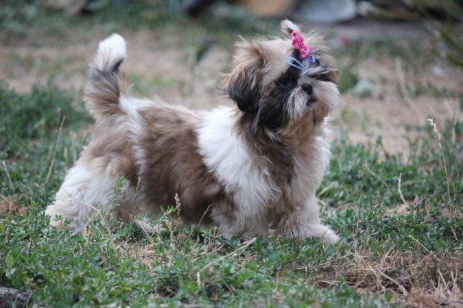 Shih- tzu