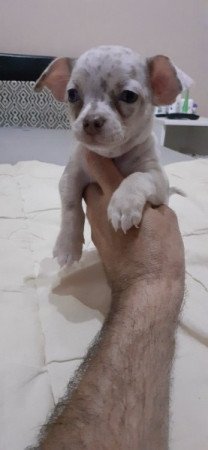 Csivava