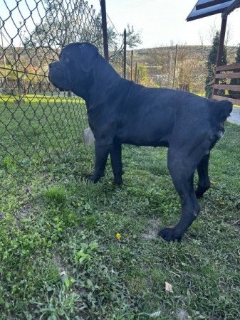 Cane Corso
