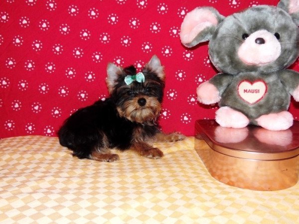 Yorkshire Terrier, Yorki