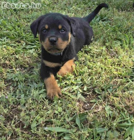 8 hetes Rottweiler kölyök