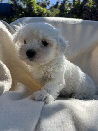 Bichon havanese