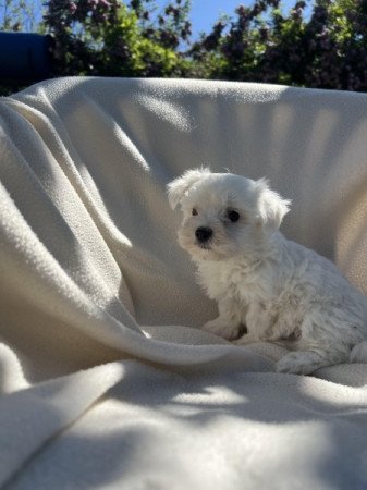 Bichon havanese