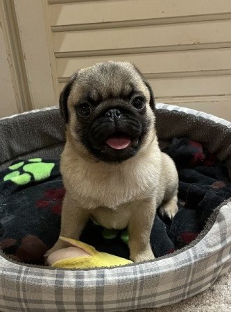Mopsz