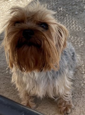 Yorkshire terrier