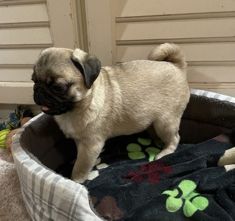 Mopsz