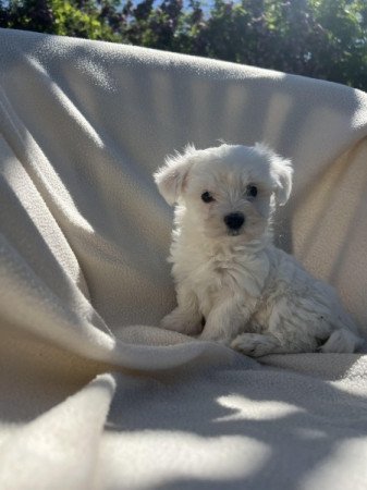 Bichon havanese