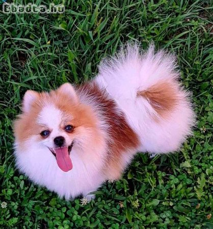 Pomeranian for sale