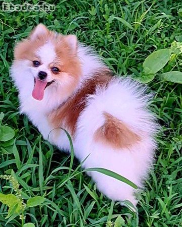 Pomeranian for sale