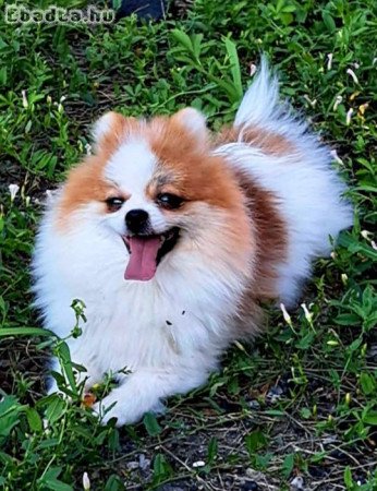 Pomeranian for sale