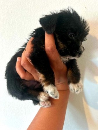 Bichon Havanese