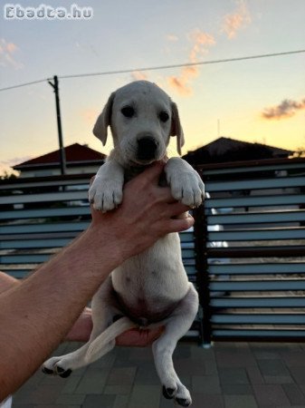 Golden Retriever-Labrador jellegű kiskutyák