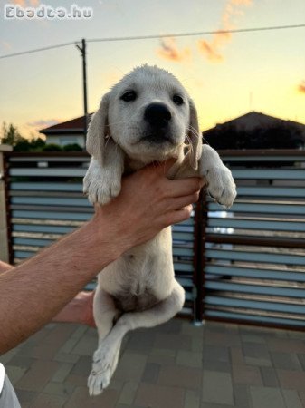 Golden Retriever-Labrador jellegű kiskutyák