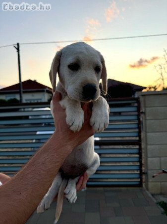 Golden Retriever-Labrador jellegű kiskutyák