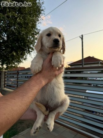 Golden Retriever-Labrador jellegű kiskutyák