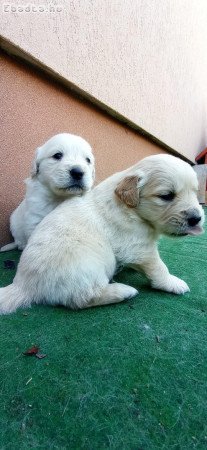 Golden Retriever kiskutyák eladók