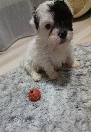 Bichon havanese