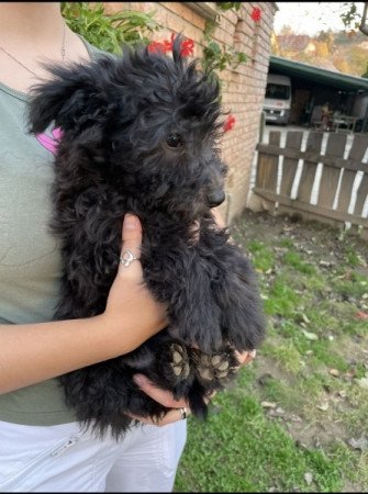 pumi
