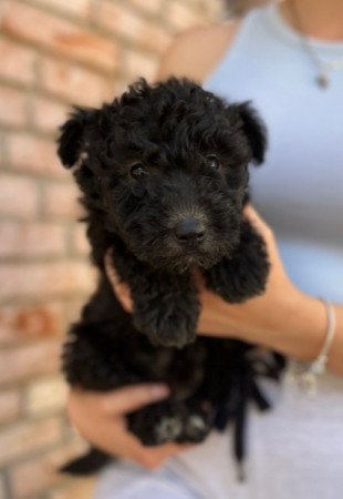 pumi