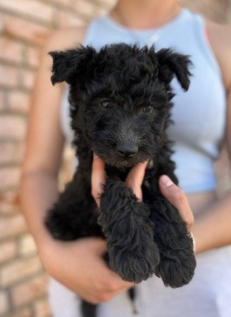 pumi