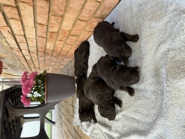 pumi