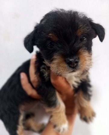 Bichon Havanese