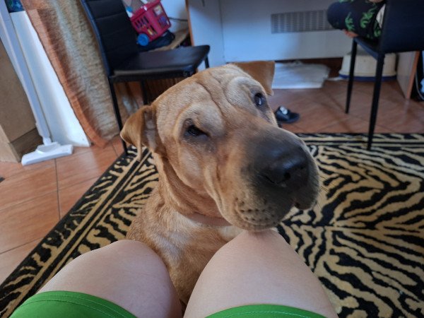 Shar pei szuka eladó