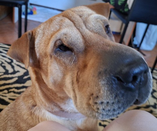 Shar pei szuka eladó