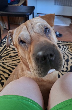 Shar pei szuka eladó