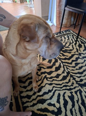Shar pei szuka eladó