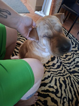 Shar pei szuka eladó
