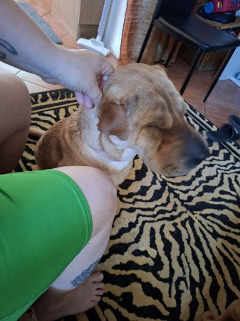Shar pei szuka eladó