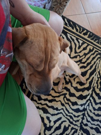 Shar pei szuka eladó
