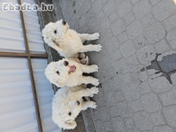 Eladó Komondor kiskutyák