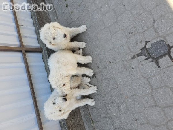 Eladó Komondor kiskutyák