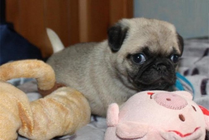 mopsz