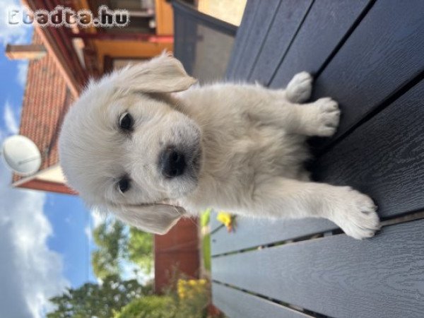 Goldenretriever kisfiú
